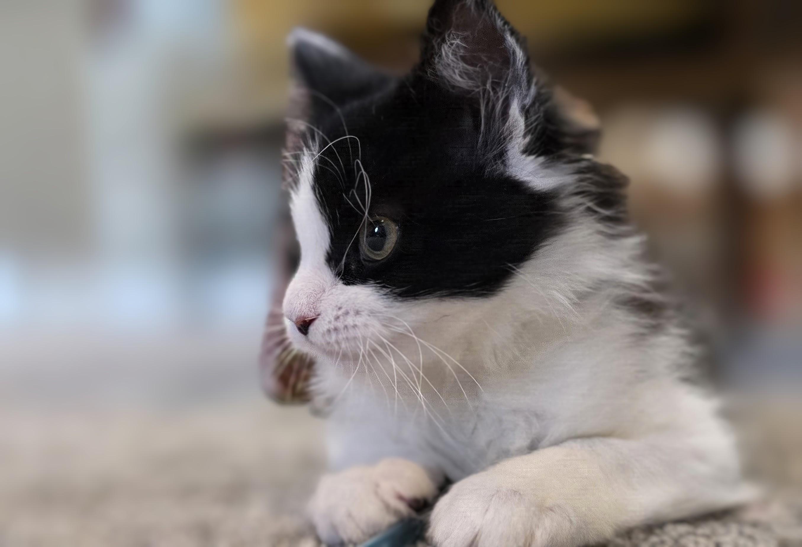 Aspasia, a ADOPTABLE Domestic Short Hair in Salt Lake City, UT image 3/5