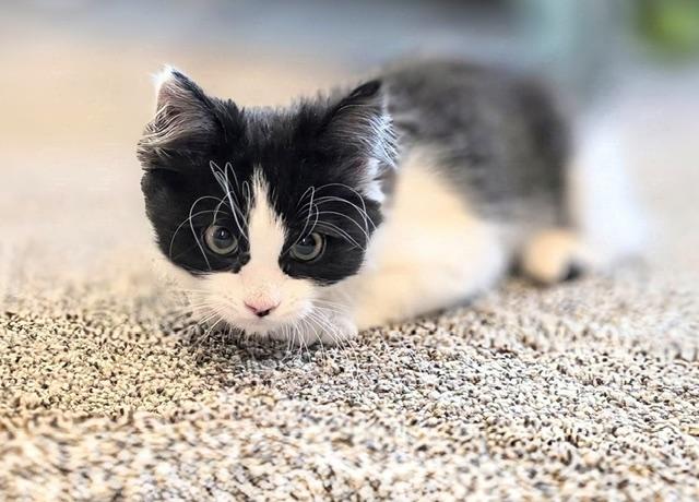 Aspasia, a ADOPTABLE Domestic Short Hair in Salt Lake City, UT image 4/5