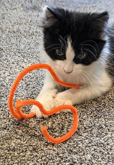 Aspasia, a ADOPTABLE Domestic Short Hair in Salt Lake City, UT image 5/5