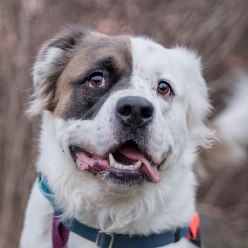 Steven, Adoptable, Adult Male Mixed Breed.