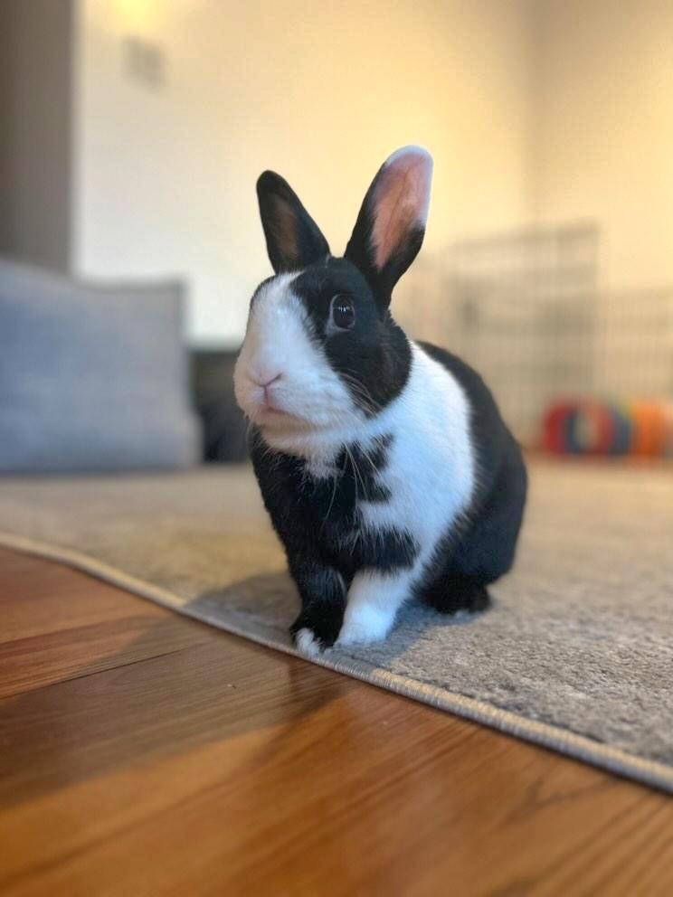 Nala