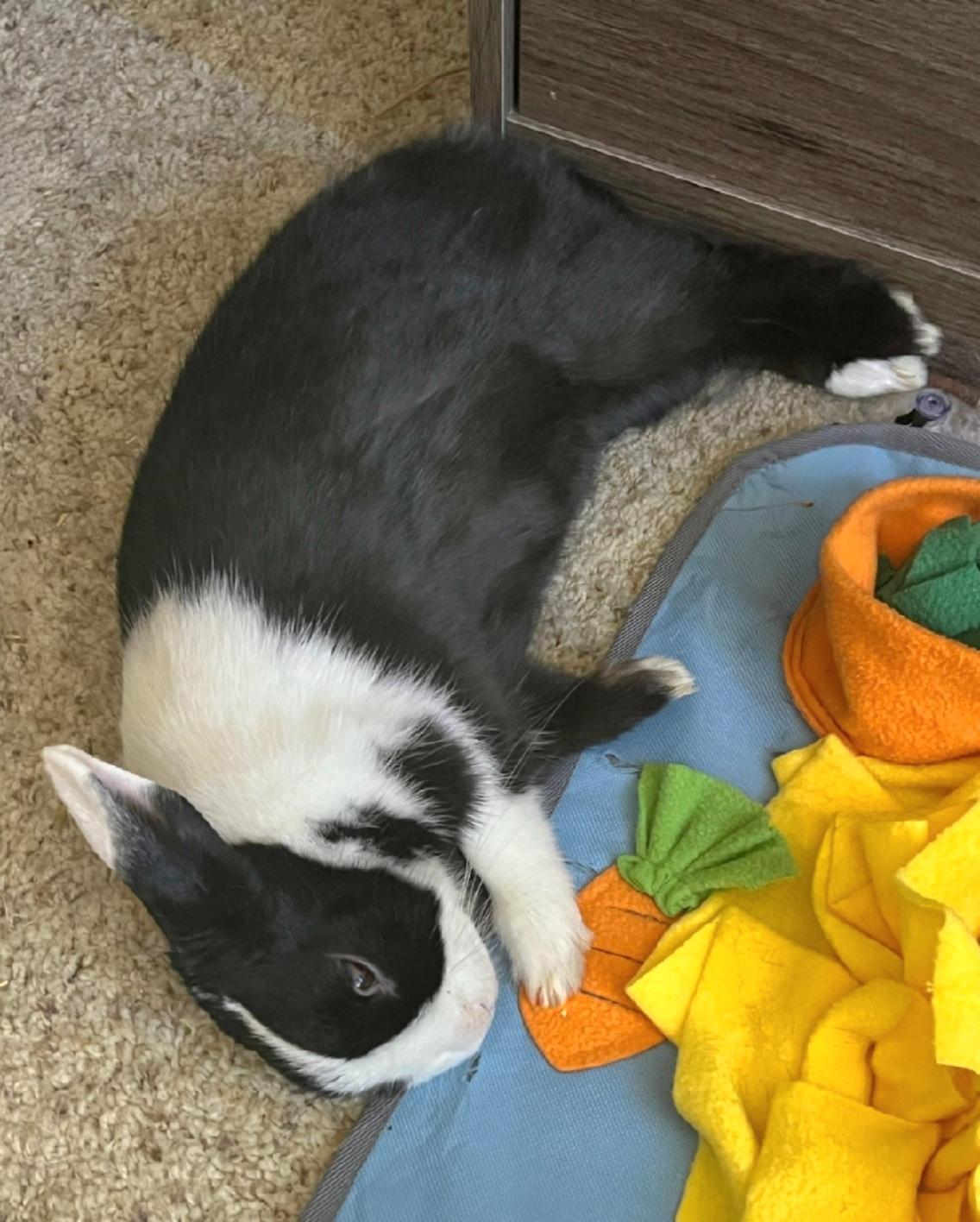 Enlarge Nala, a Adoptable Dutch in Los Angeles, CA image 2/3