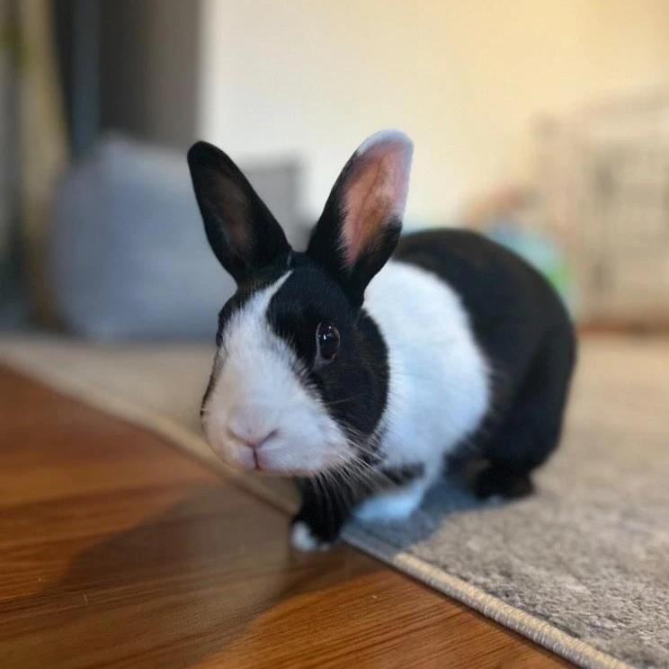 Enlarge Nala, a Adoptable Dutch in Los Angeles, CA image 3/3