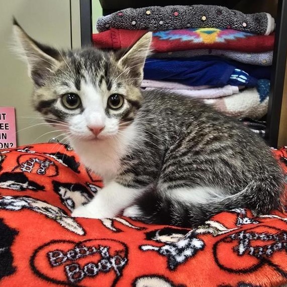 Josie, an adopted Domestic Short Hair in Prince Frederick, MD image 2/3