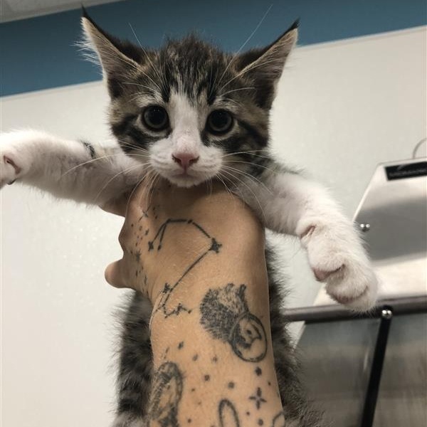 Josie, an adopted Domestic Short Hair in Prince Frederick, MD image 3/3