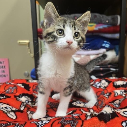 Josie, an adopted Domestic Short Hair in Prince Frederick, MD image 1/3