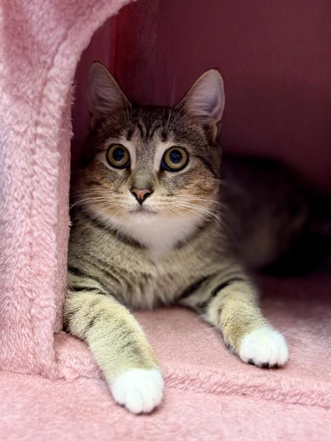 MUNCHIES, Adoptable, Kitten Male Domestic Short Hair.