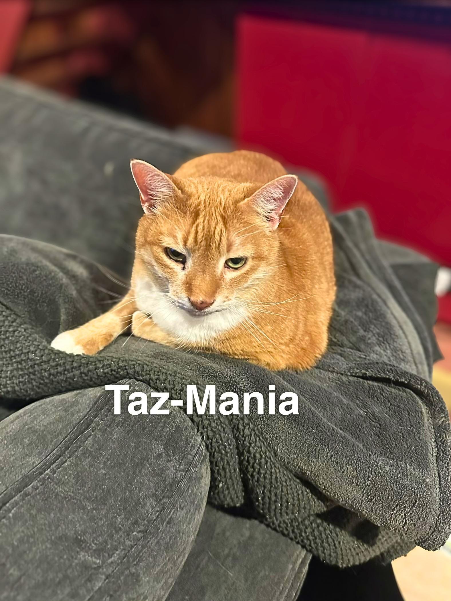 Enlarge Taz-Mania, a Adoptable Domestic Short Hair in Lemoyne, PA image 2/5