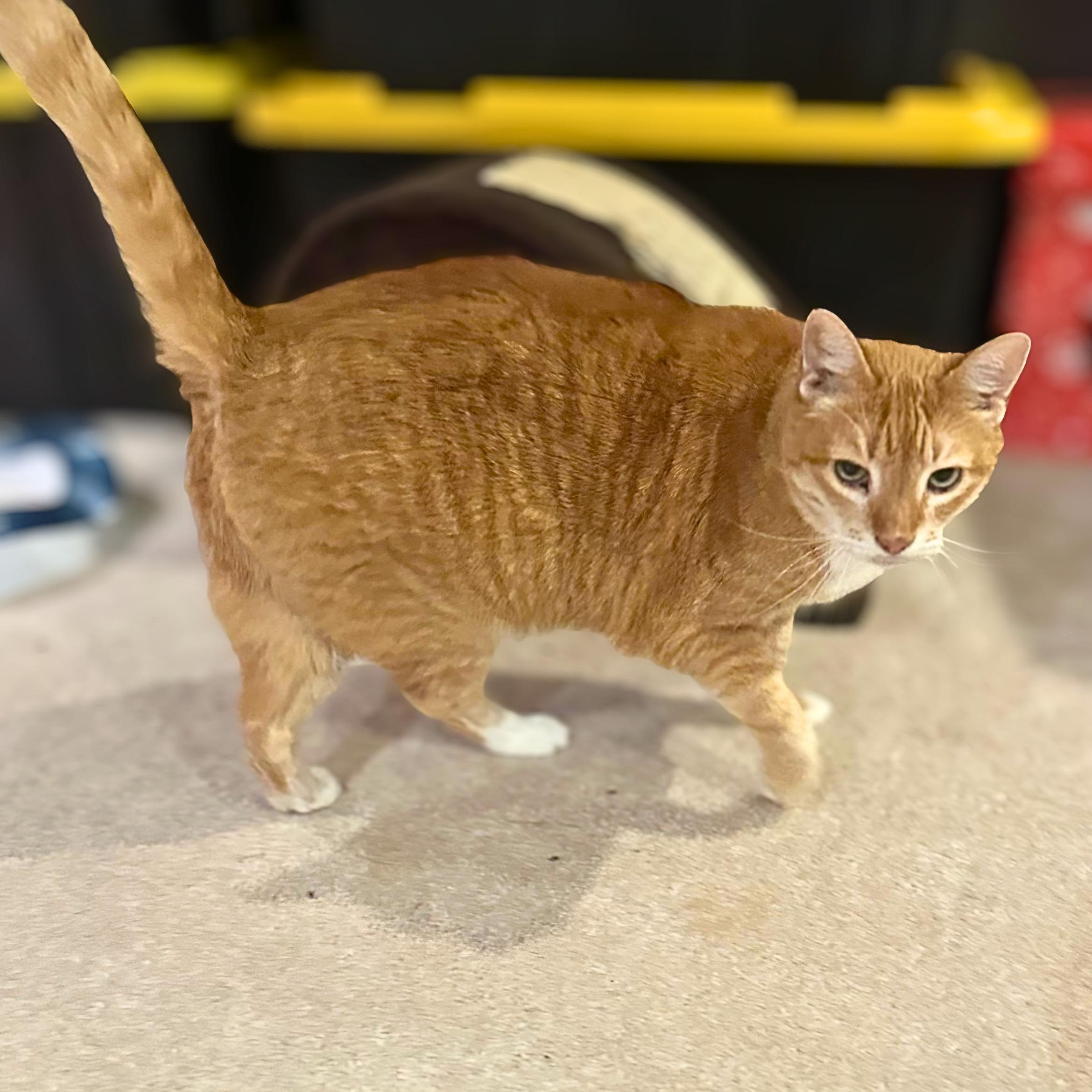 Enlarge Taz-Mania, a Adoptable Domestic Short Hair in Lemoyne, PA image 3/5