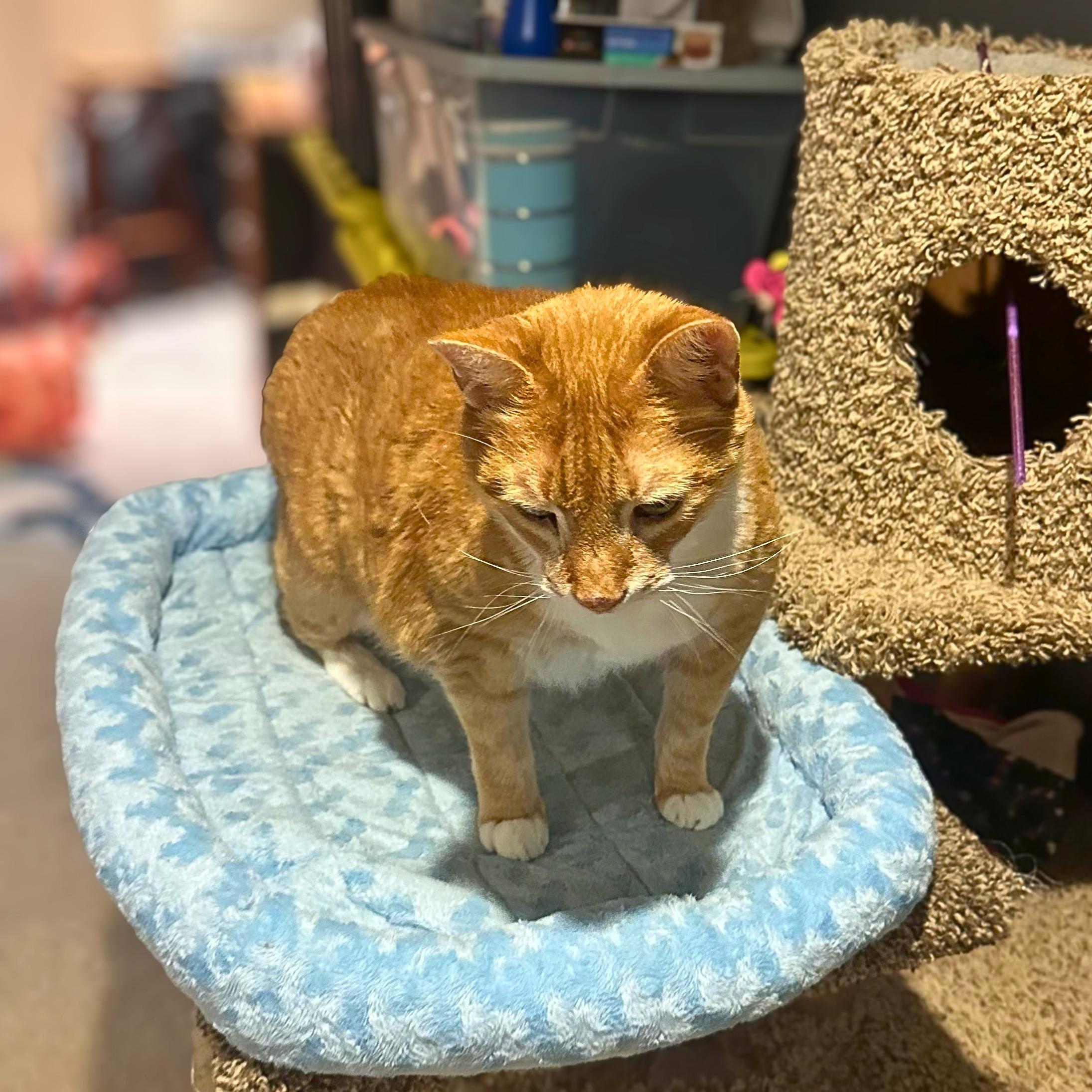 Enlarge Taz-Mania, a Adoptable Domestic Short Hair in Lemoyne, PA image 4/5