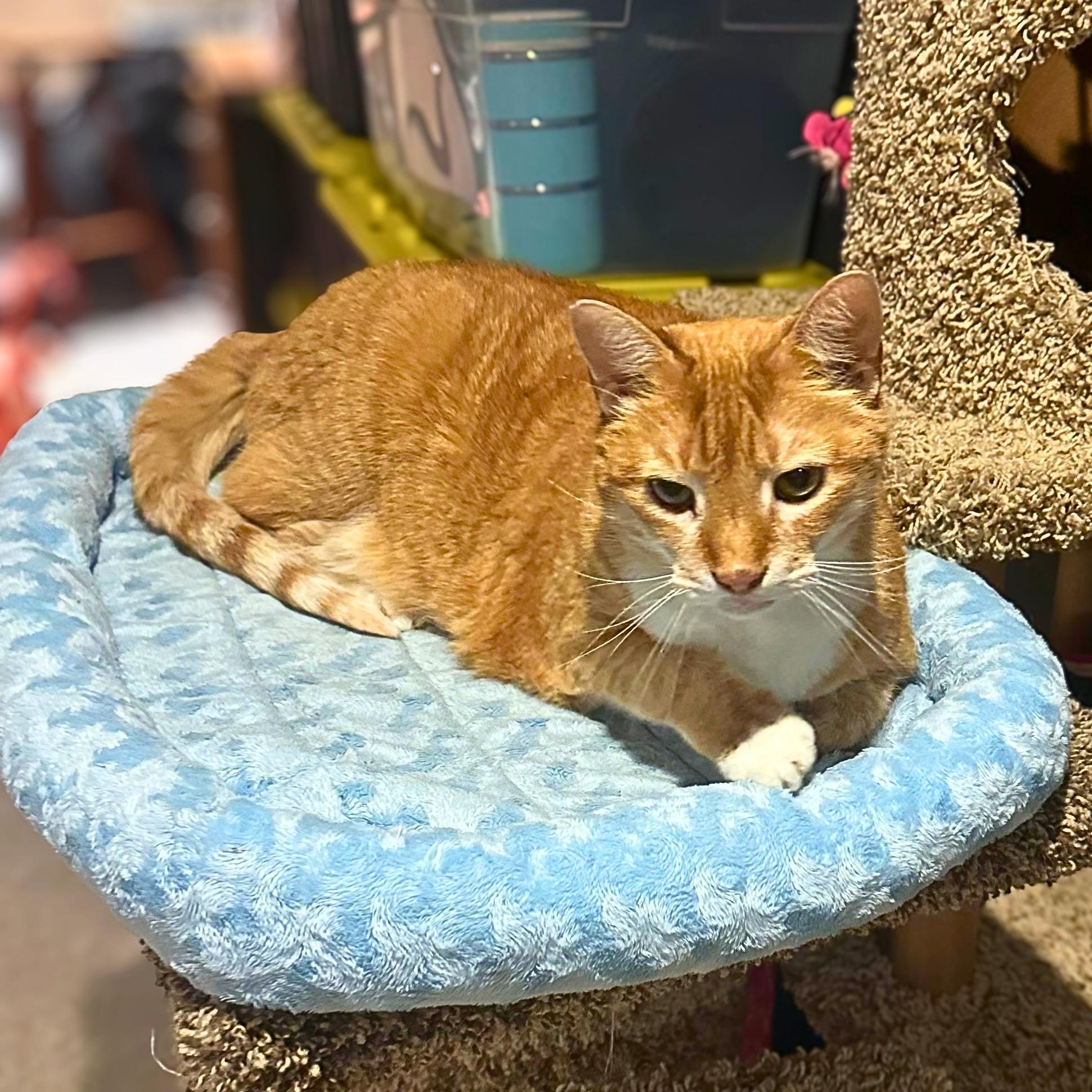 Enlarge Taz-Mania, a Adoptable Domestic Short Hair in Lemoyne, PA image 1/5