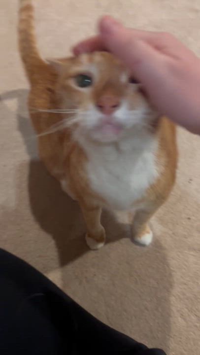 Enlarge Taz-Mania, a Adoptable Domestic Short Hair in Lemoyne, PA video 5/5