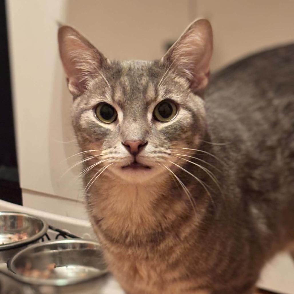 Enlarge Luigi, a Adoptable Domestic Short Hair in Philadelphia, PA image 1/4