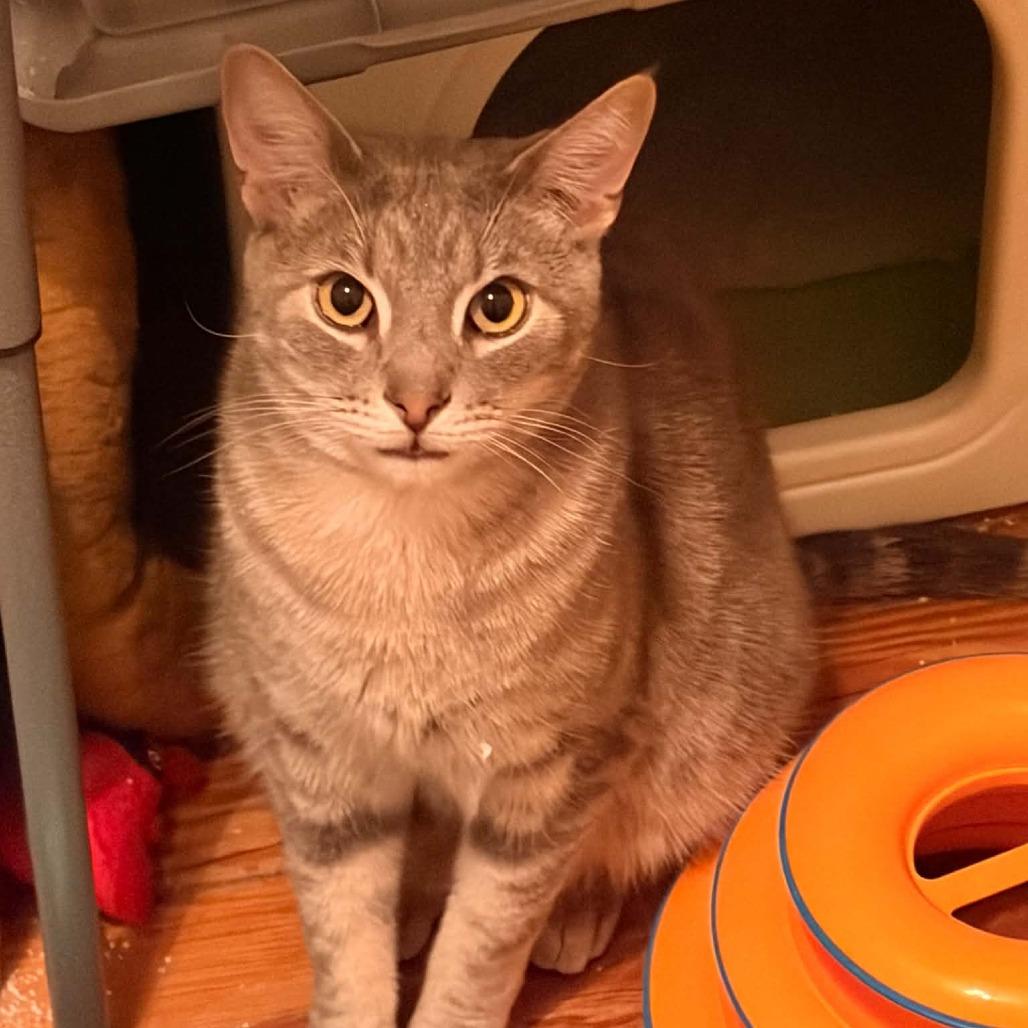 Enlarge Luigi, a Adoptable Domestic Short Hair in Philadelphia, PA image 2/4