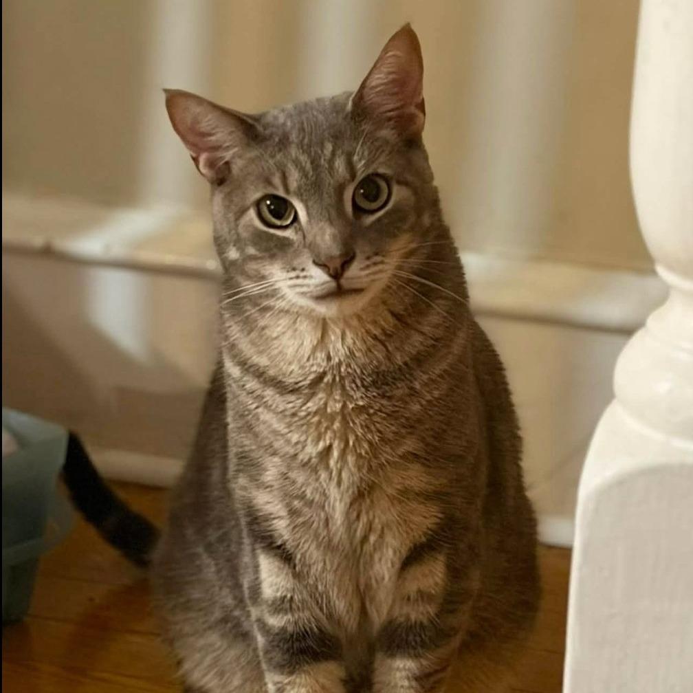 Enlarge Luigi, a Adoptable Domestic Short Hair in Philadelphia, PA image 4/4