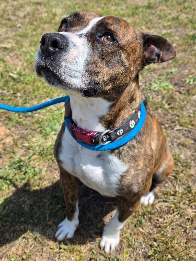 Bell / AC 26953, a Adoptable mixed breed in Greeneville, TN image 1/4