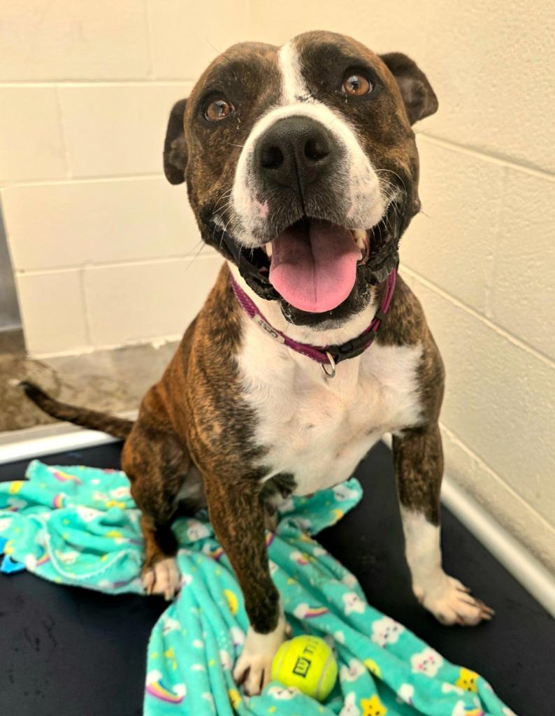 Enlarge Bell / AC 26953, a Adoptable mixed breed in Greeneville, TN image 1/3