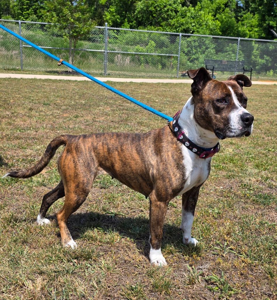 Bell / AC 26953, a Adoptable mixed breed in Greeneville, TN image 3/4