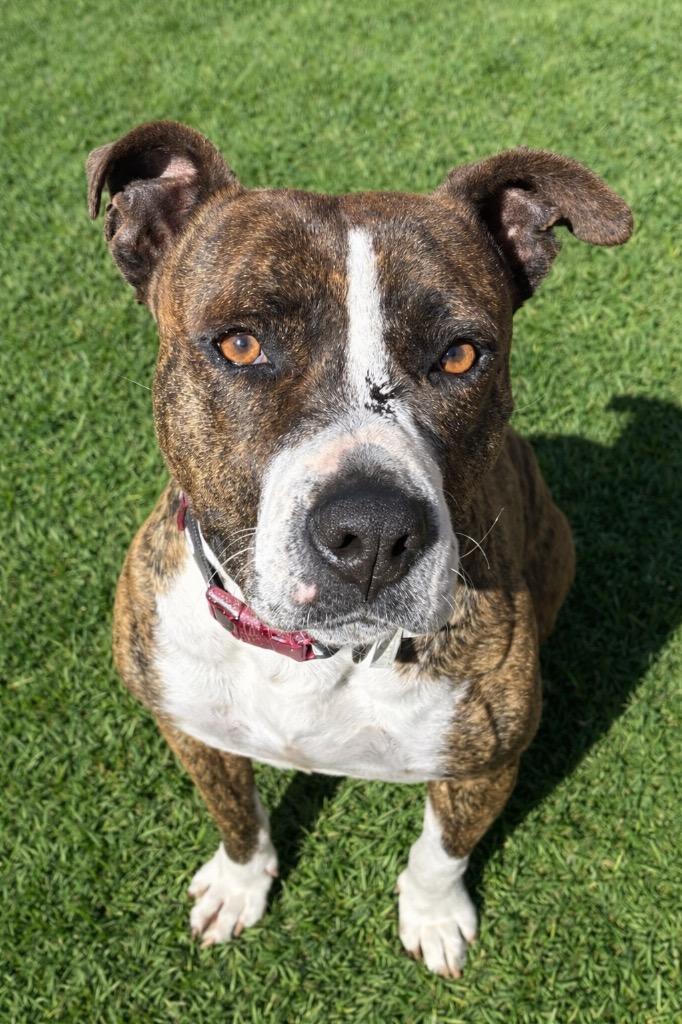 Enlarge Bell / AC 26953, a Adoptable mixed breed in Greeneville, TN image 2/3