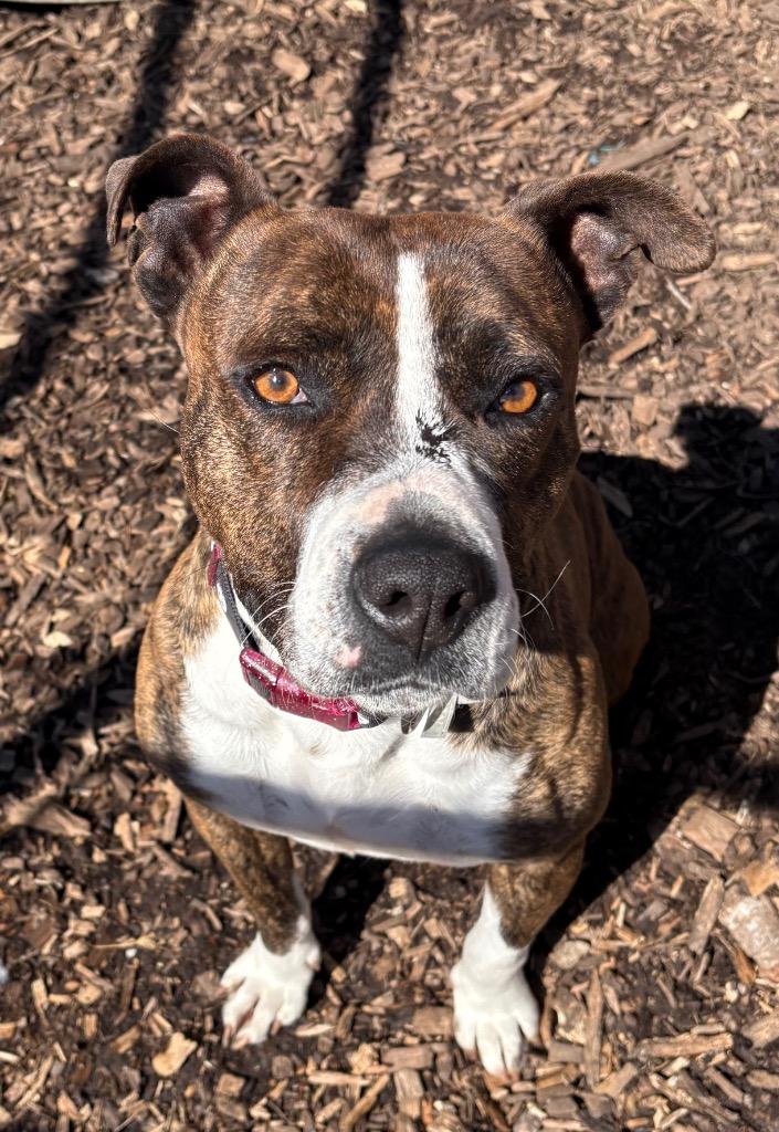 Enlarge Bell / AC 26953, a Adoptable mixed breed in Greeneville, TN image 3/3