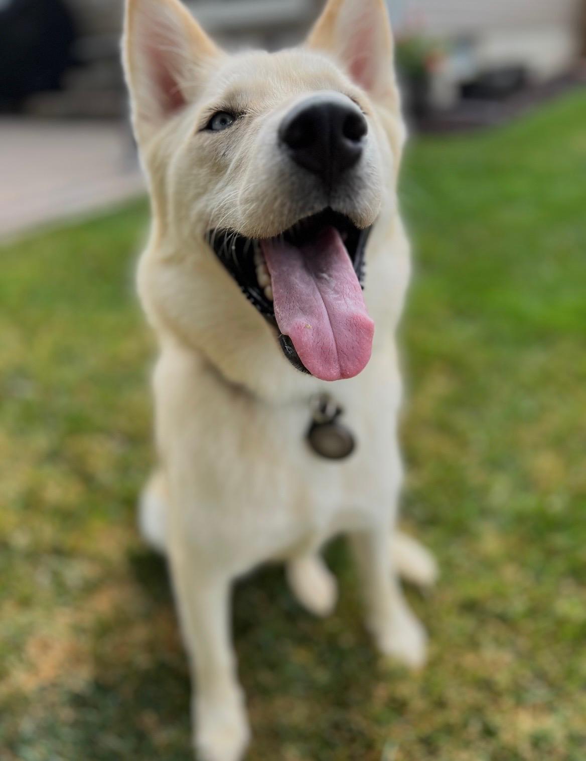 Enlarge Freya, an adopted Siberian Husky in Rochester Hills, MI image 3/3