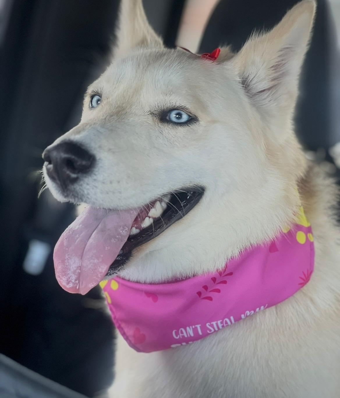 Enlarge Freya, an adopted Siberian Husky in Rochester Hills, MI image 1/3