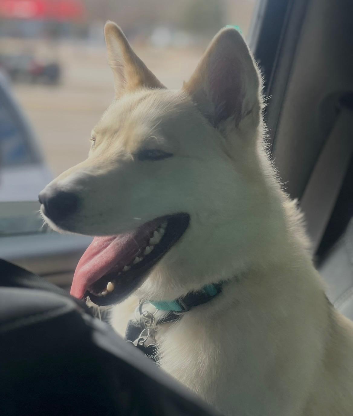 Enlarge Freya, an adopted Siberian Husky in Rochester Hills, MI image 2/3