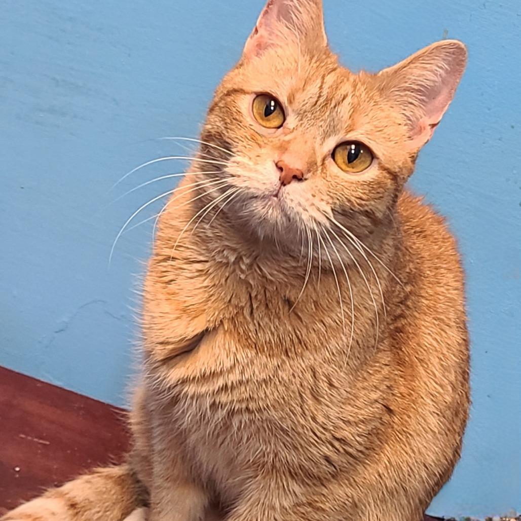 Ms.Sweet Potato (January 5), Adoptable, Young Female Domestic Short Hair.
