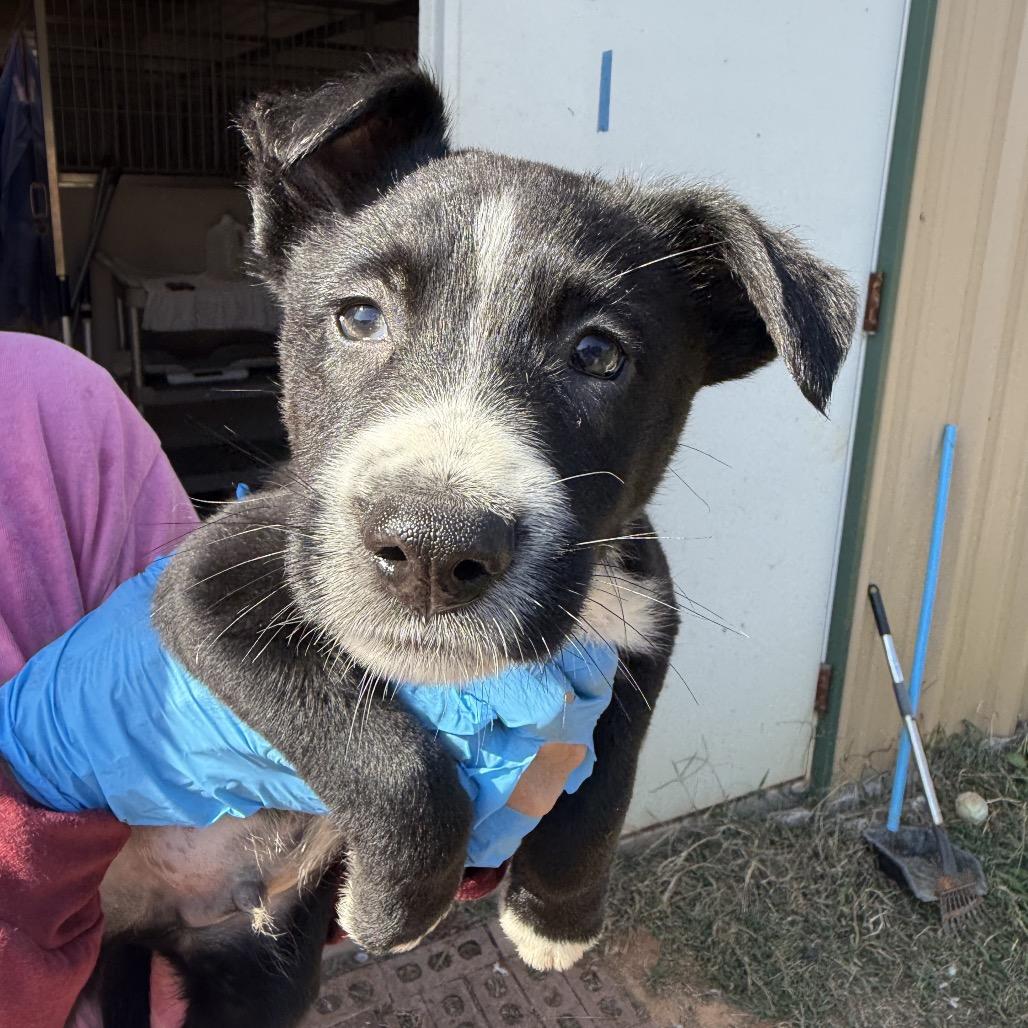 Enlarge Monday, a Adoptable mixed breed in Fargo, ND image 1/3