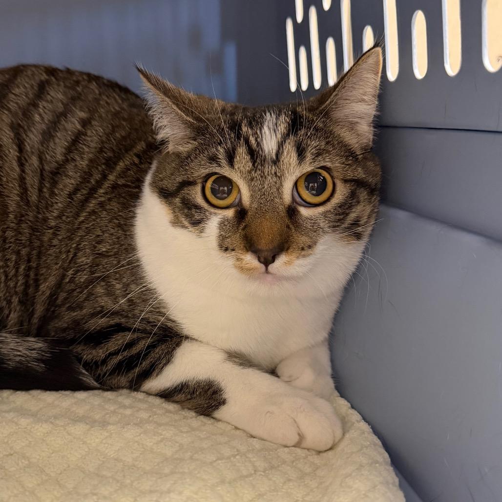 Bree, Adoptable, Young Female Domestic Short Hair.