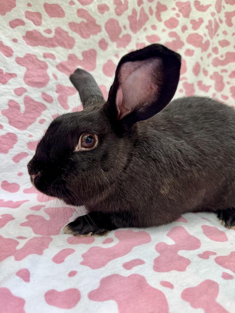 Arianna (Bonded to Lana), Adoptable, Adult Female Rex.