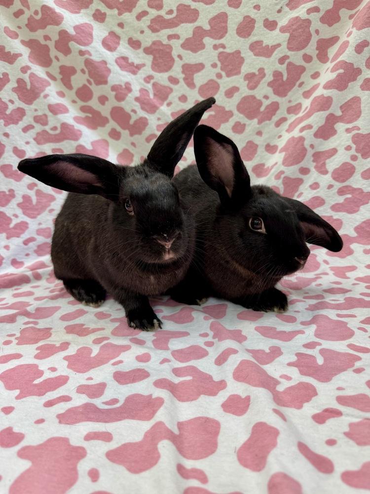 Enlarge Arianna (Bonded to Lana), a Adoptable mixed breed in Gainesville, FL image 3/6