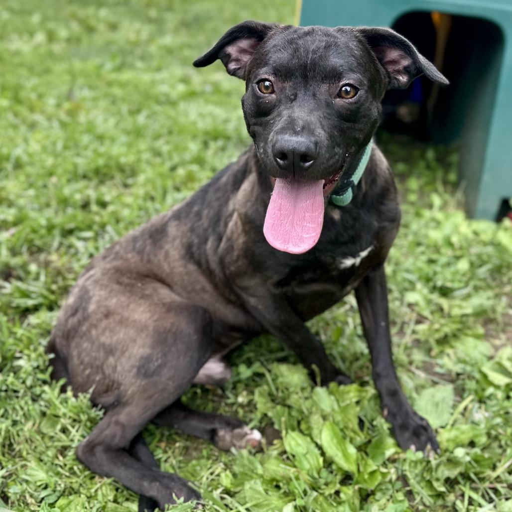 Irving, Adoptable, Young Male Mixed Breed.