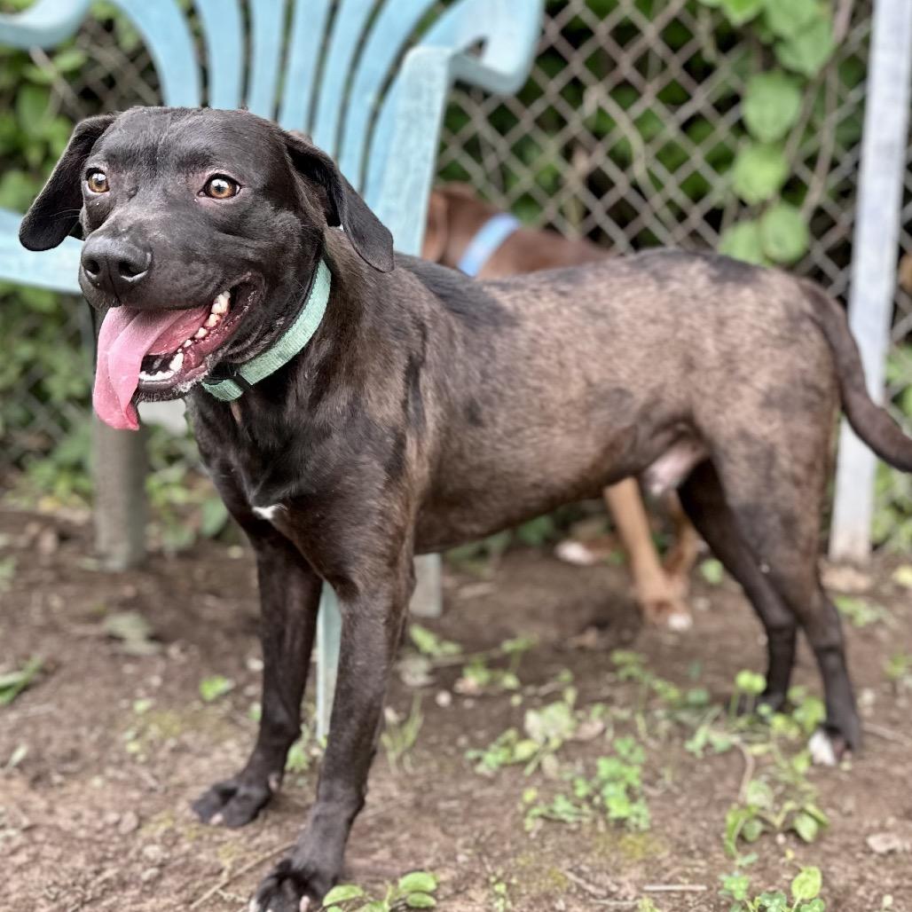 Enlarge Irving, a Adoptable Mixed Breed in Warrensburg, MO image 2/5