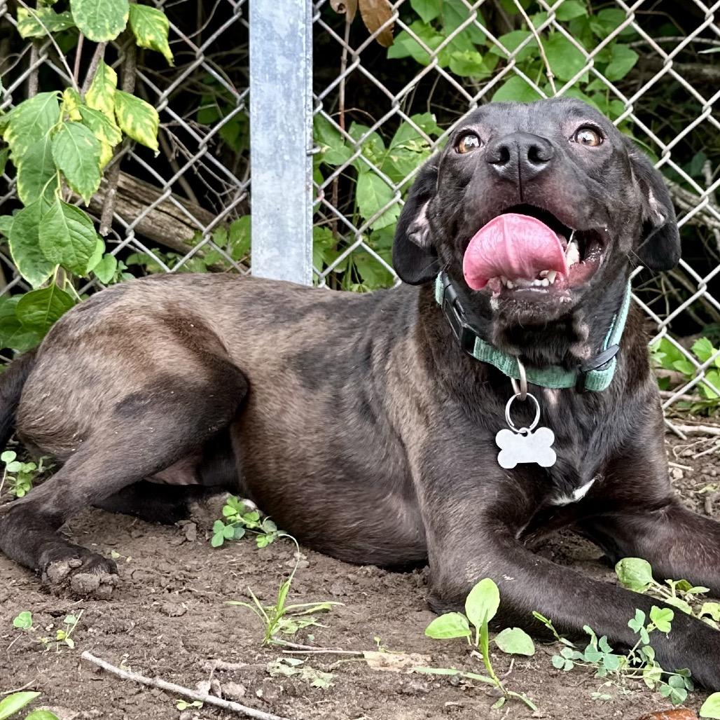 Enlarge Irving, a Adoptable Mixed Breed in Warrensburg, MO image 3/5