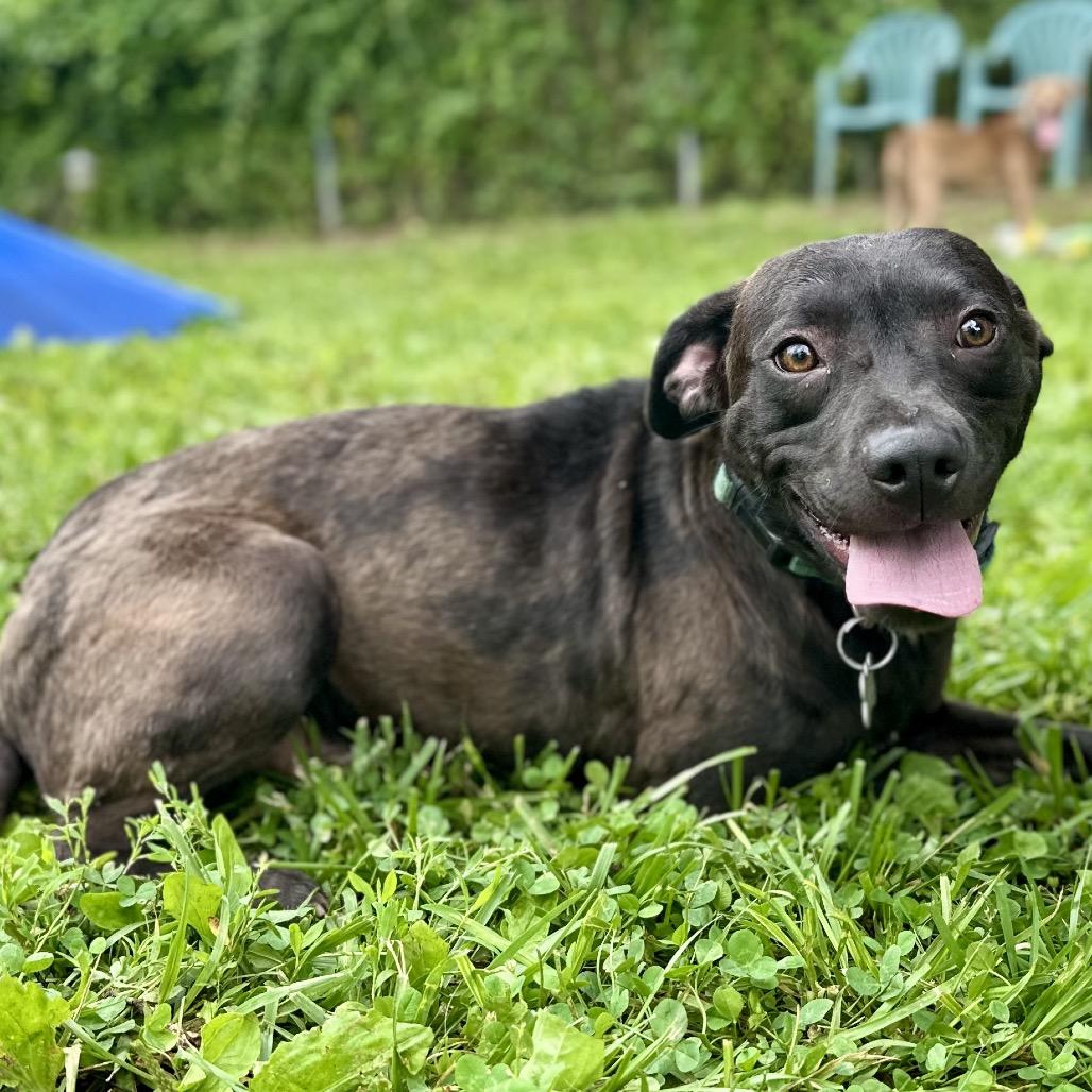 Enlarge Irving, a Adoptable Mixed Breed in Warrensburg, MO image 4/5