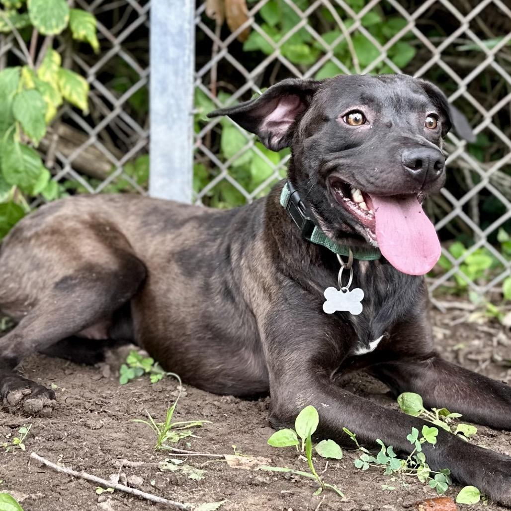 Enlarge Irving, a Adoptable Mixed Breed in Warrensburg, MO image 5/5