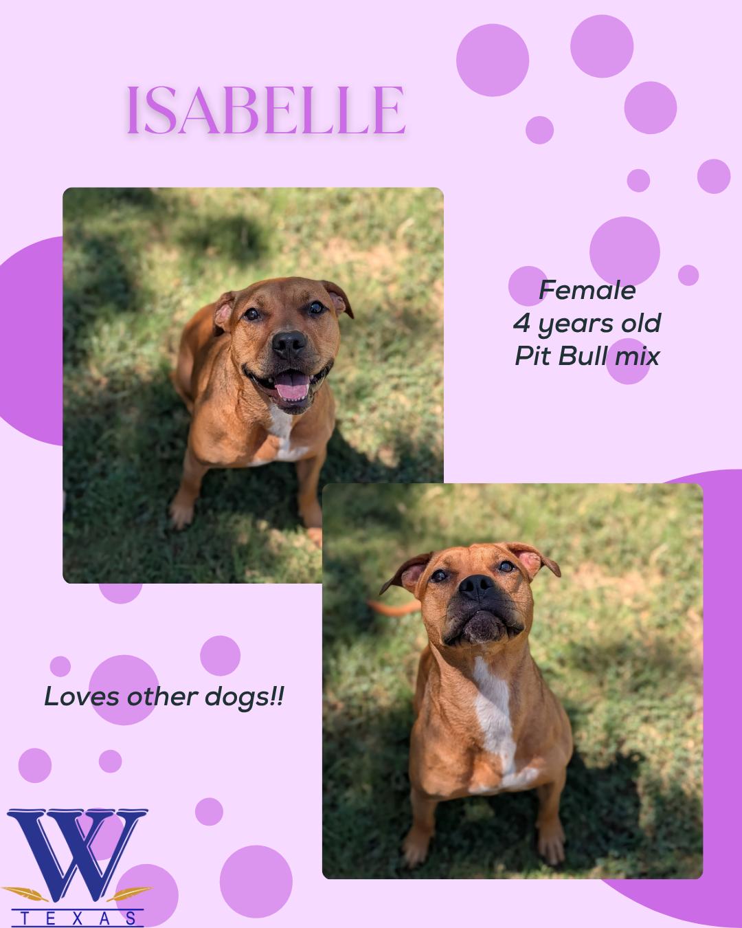 Enlarge Isabelle, a ADOPTABLE Pit Bull Terrier in Watauga, TX image 1/1