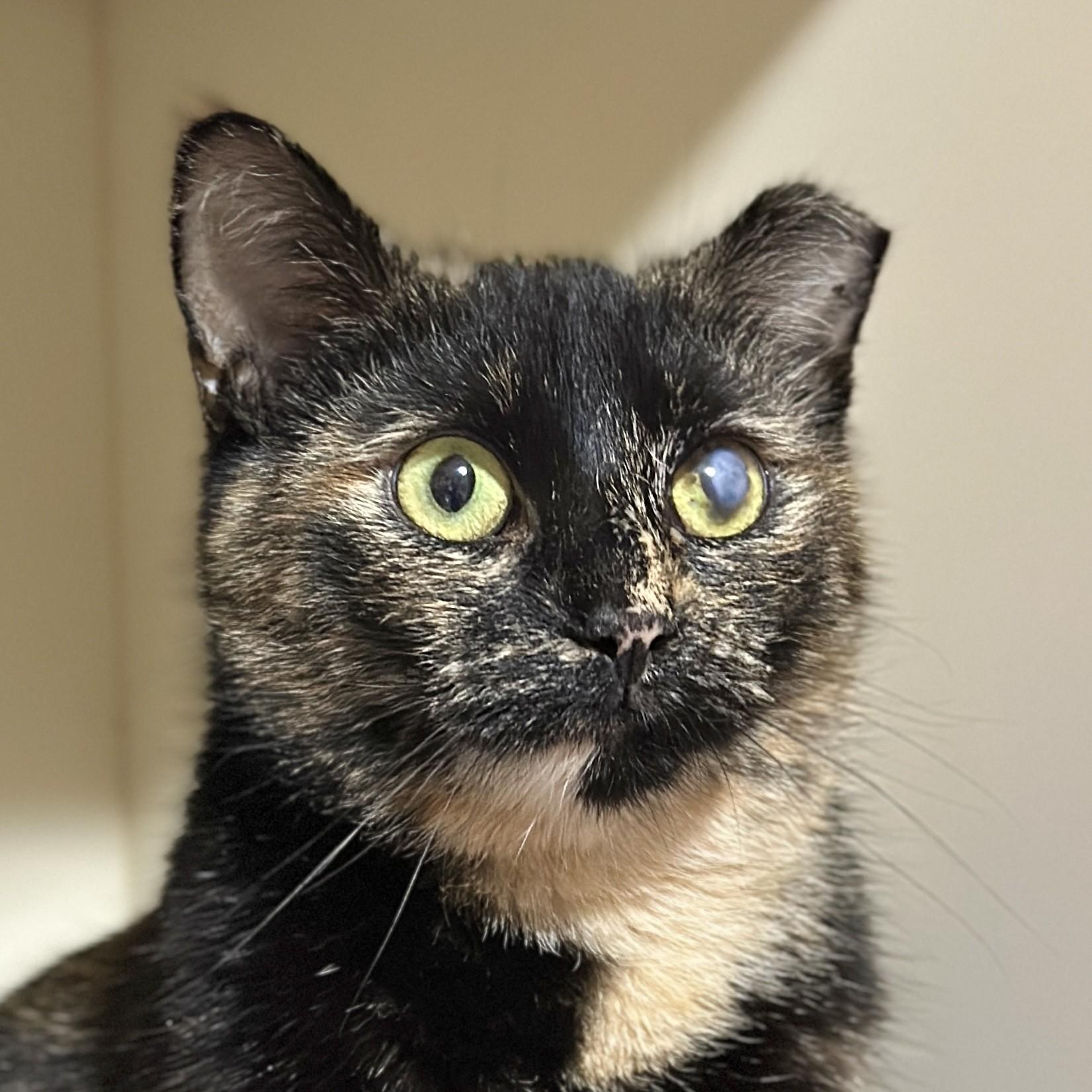 Caitlyn, an adopted Domestic Short Hair in Victor, NY image 4/4