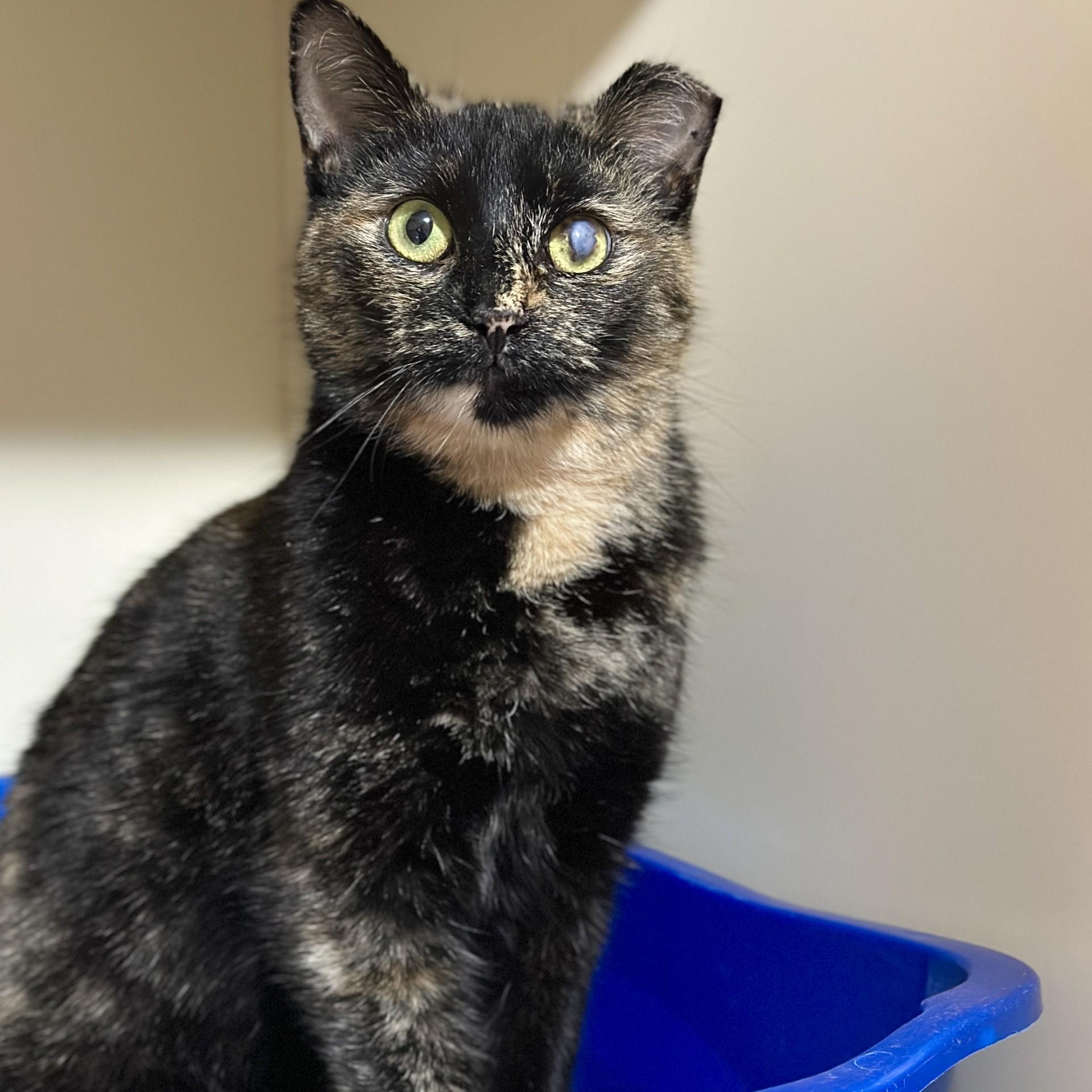 Caitlyn, an adopted Domestic Short Hair in Victor, NY image 2/4