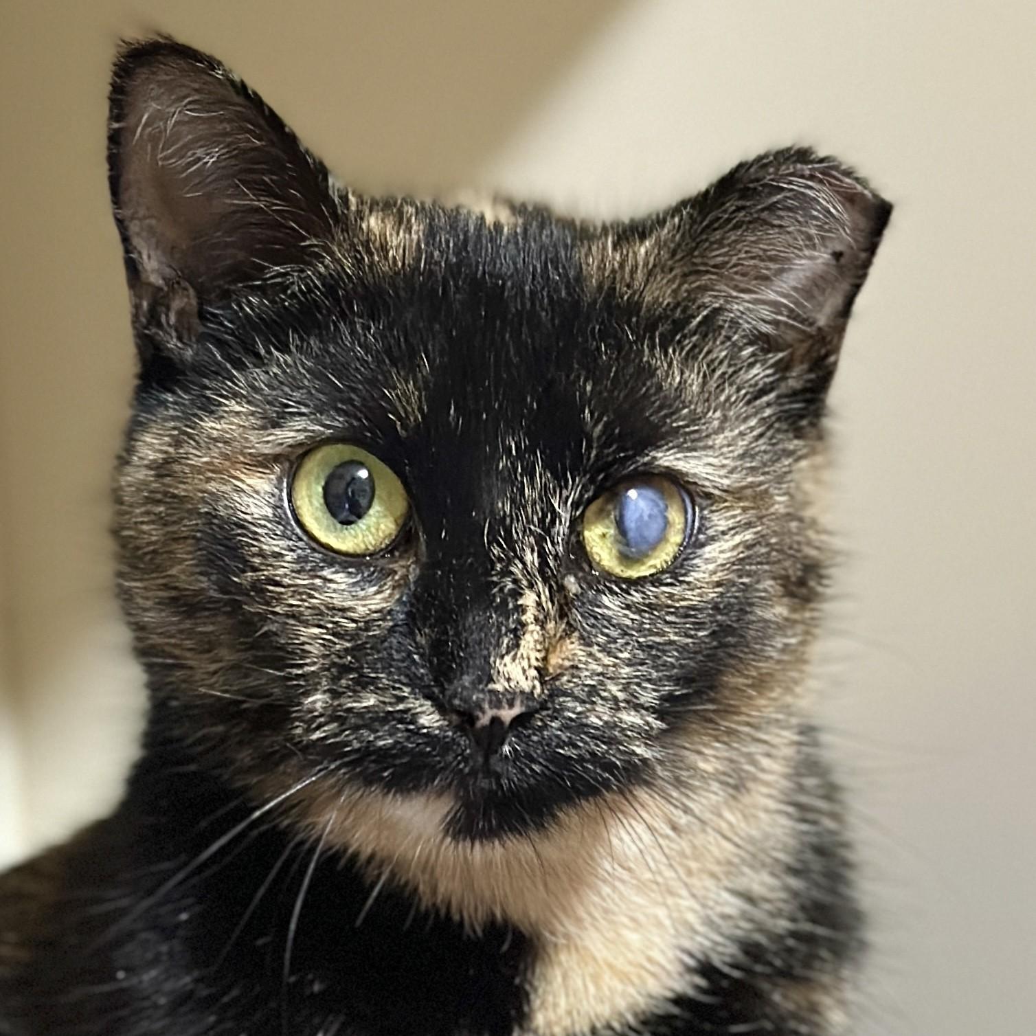 Caitlyn, an adopted Domestic Short Hair in Victor, NY image 3/4