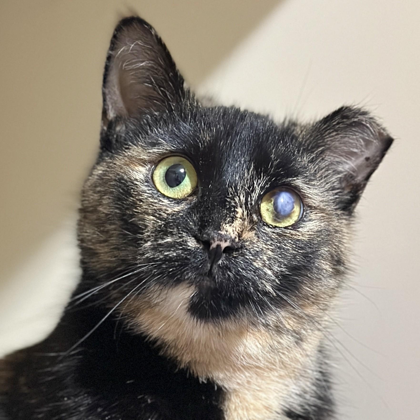 Caitlyn, an adopted Domestic Short Hair in Victor, NY image 1/4