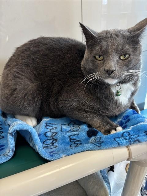 BROOKE, Adoptable, Adult Male Domestic Short Hair.