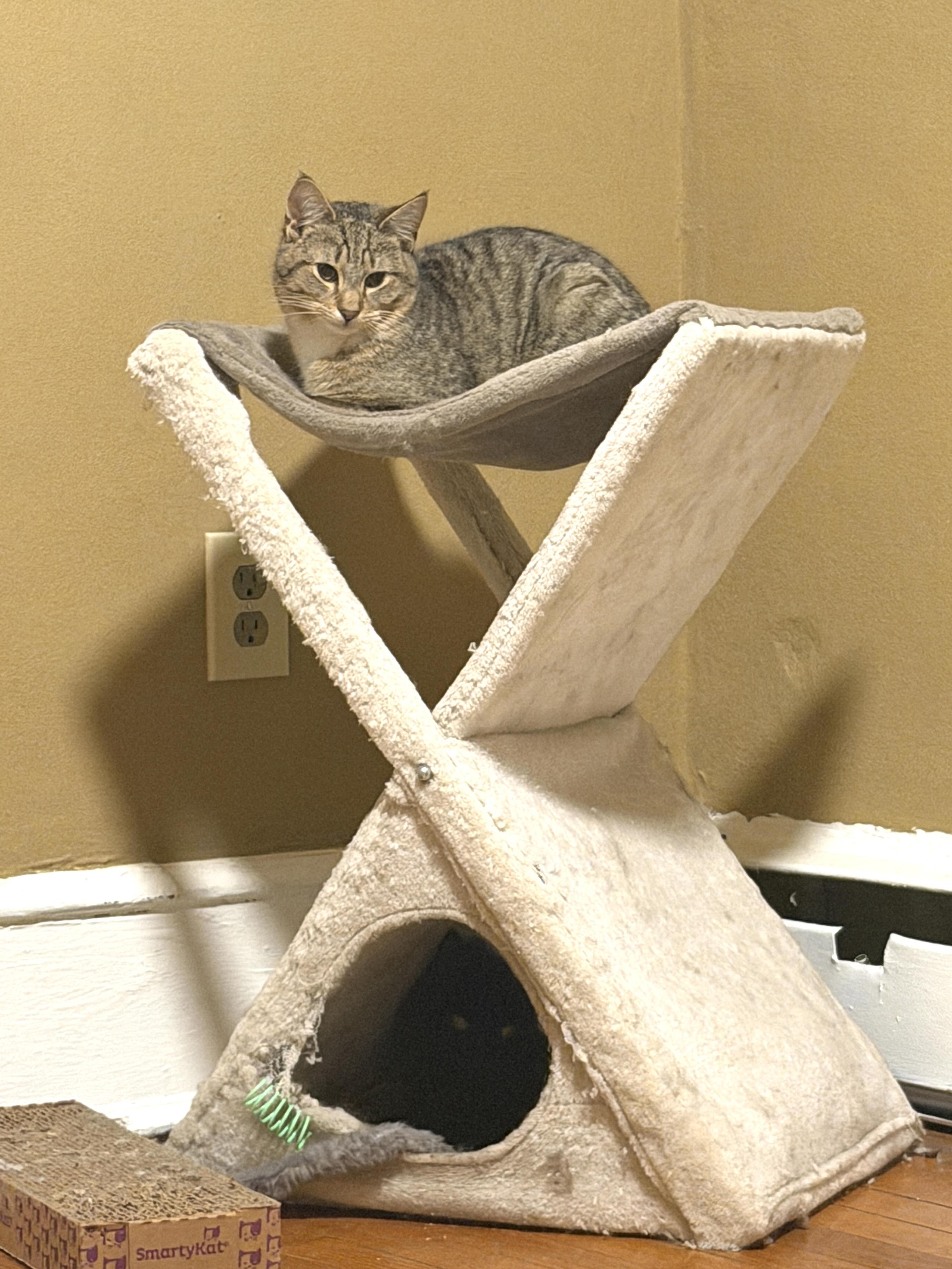 Enlarge Pablo, a ADOPTABLE Tabby in Cornwall, NY image 3/4