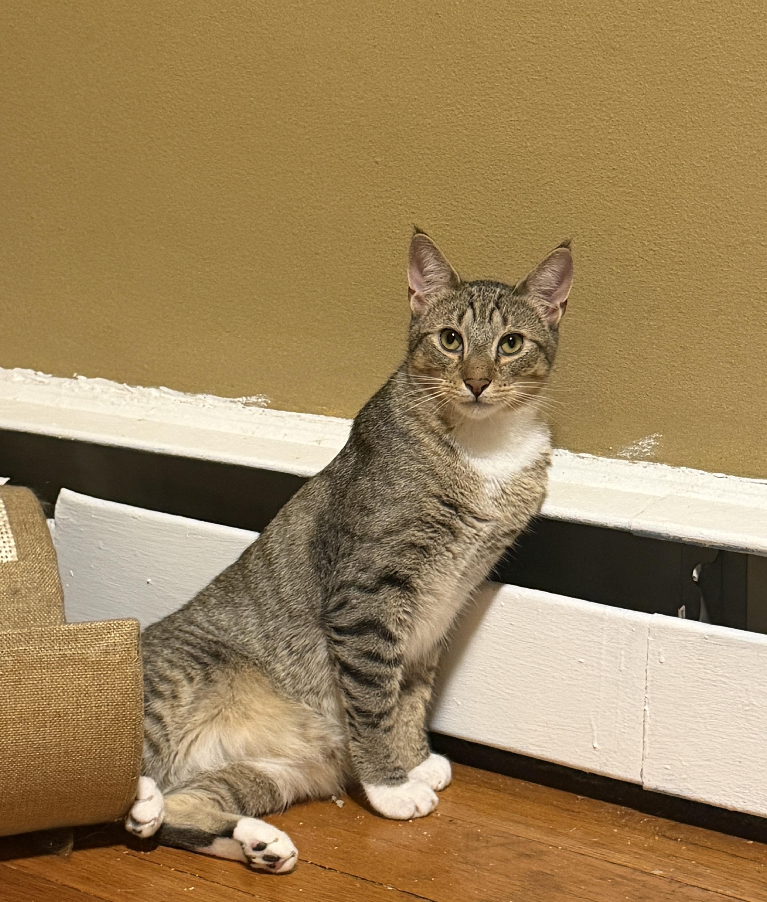 Enlarge Pablo, a Adoptable Tabby in Cornwall, NY image 6/6