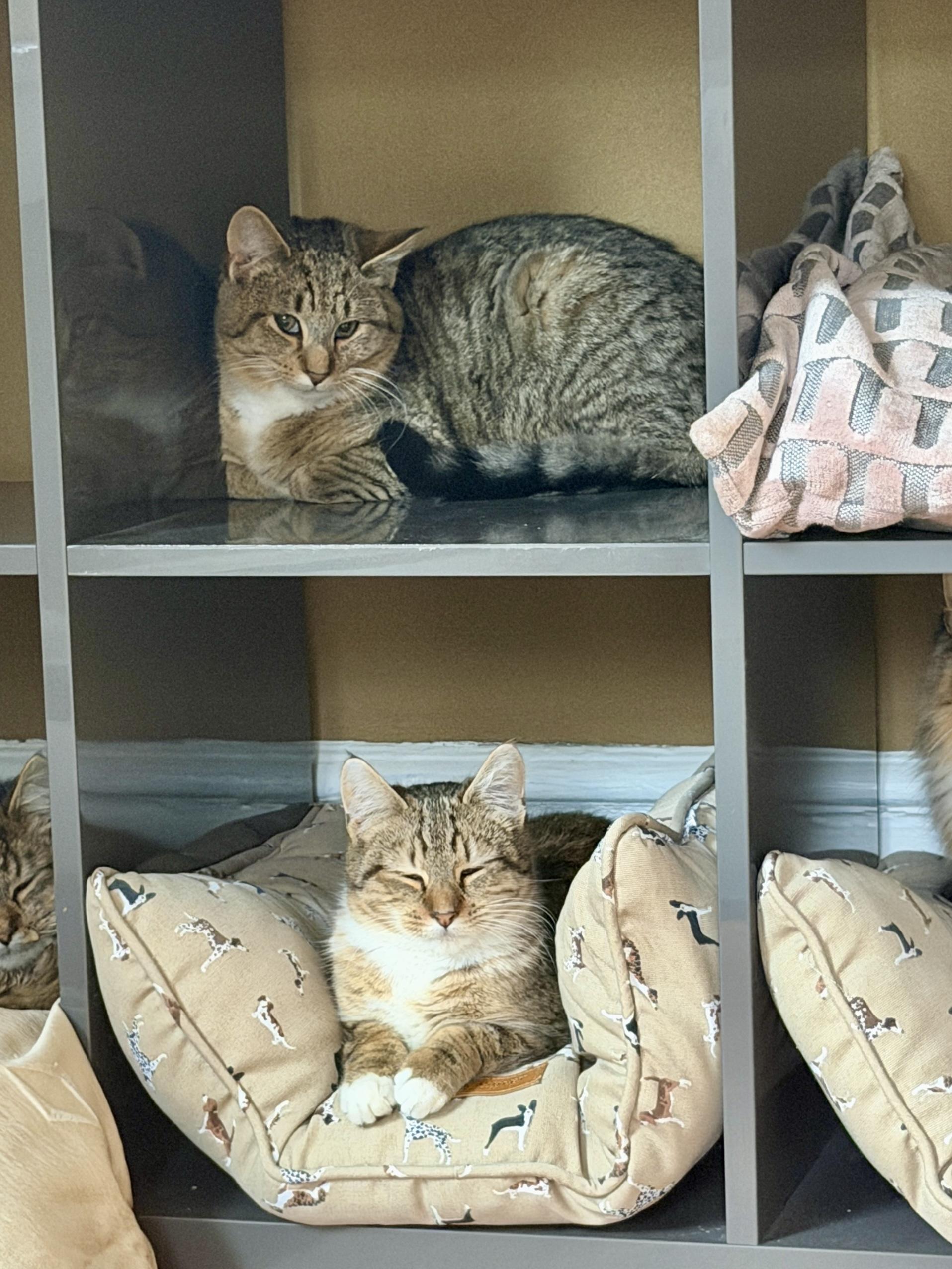 Enlarge Pablo, a ADOPTABLE Tabby in Cornwall, NY image 1/4