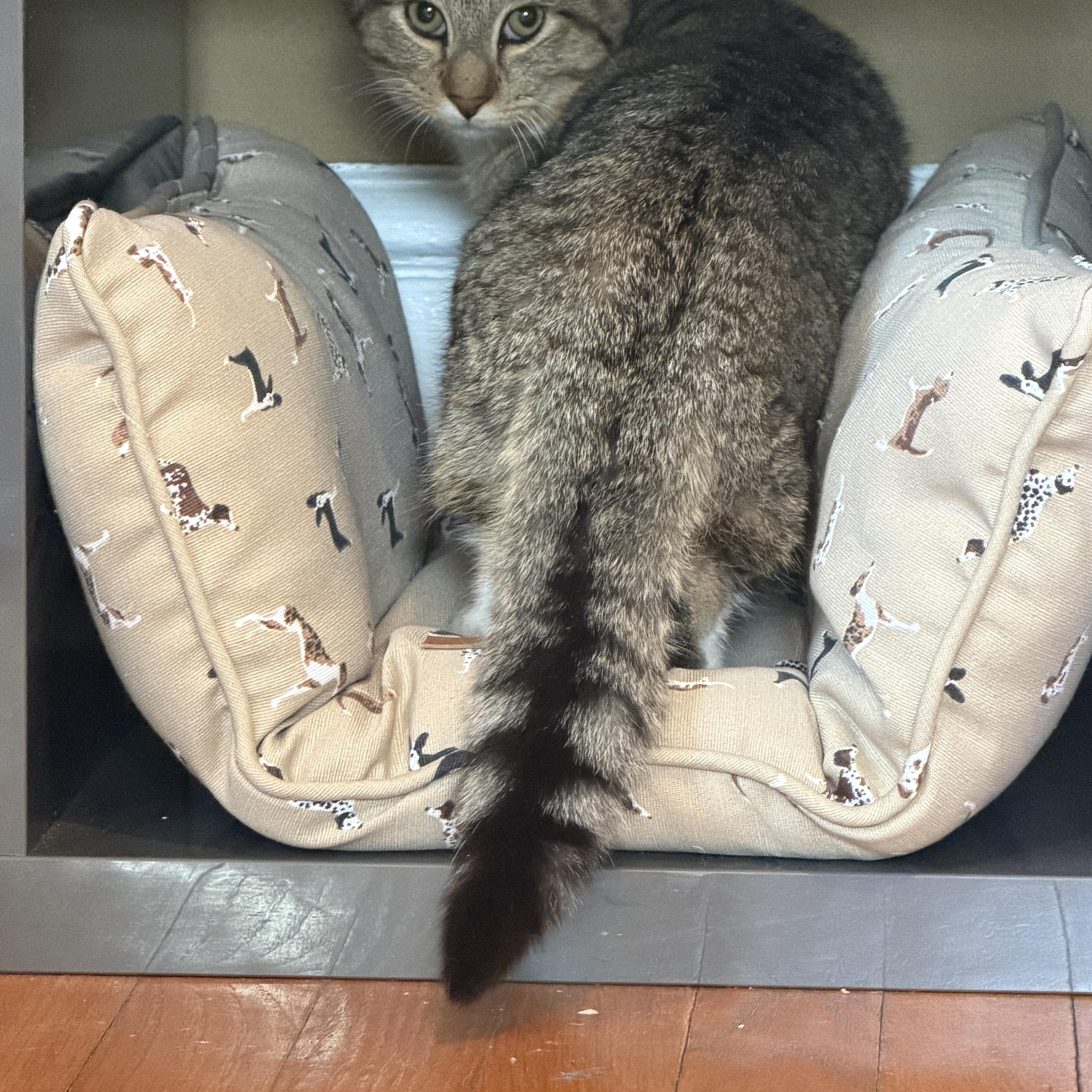 Enlarge Pablo, a ADOPTABLE Tabby in Cornwall, NY image 2/4