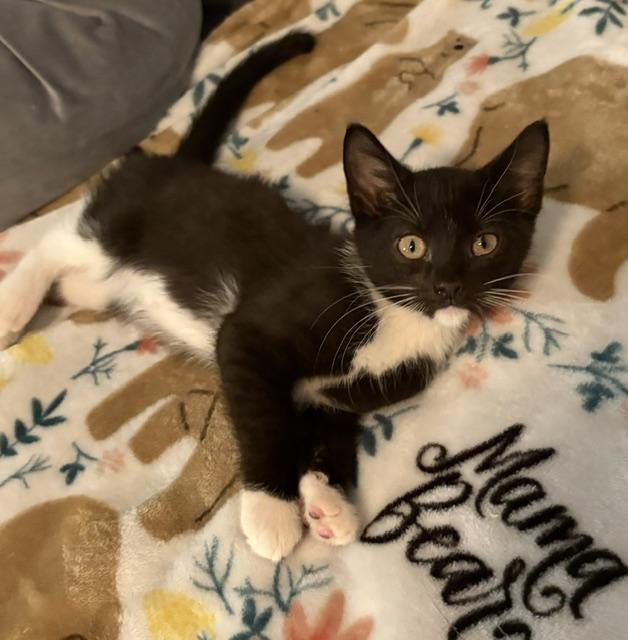 Oreo, adopted, Kitten Male Domestic Short Hair.