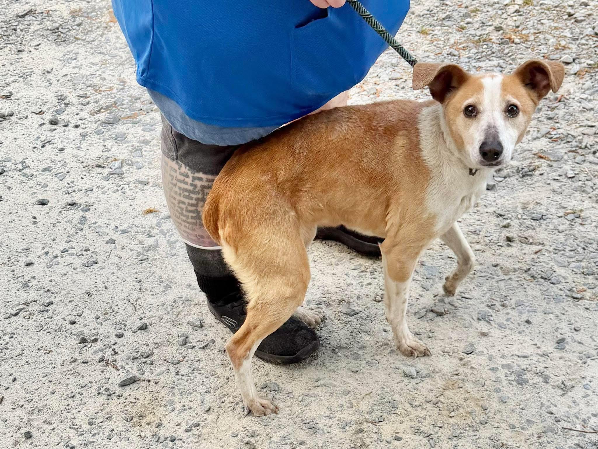 Can, ADOPTABLE, Senior Female Mixed Breed.