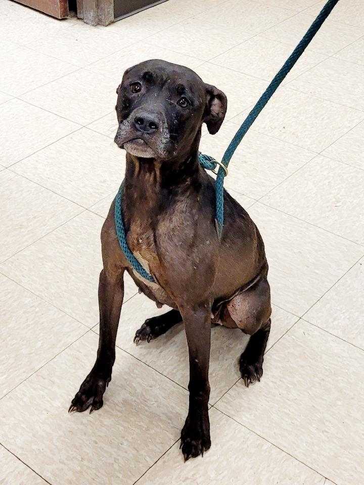 Enlarge Maylee, a Adopted Terrier in Muncie, IN image 2/2